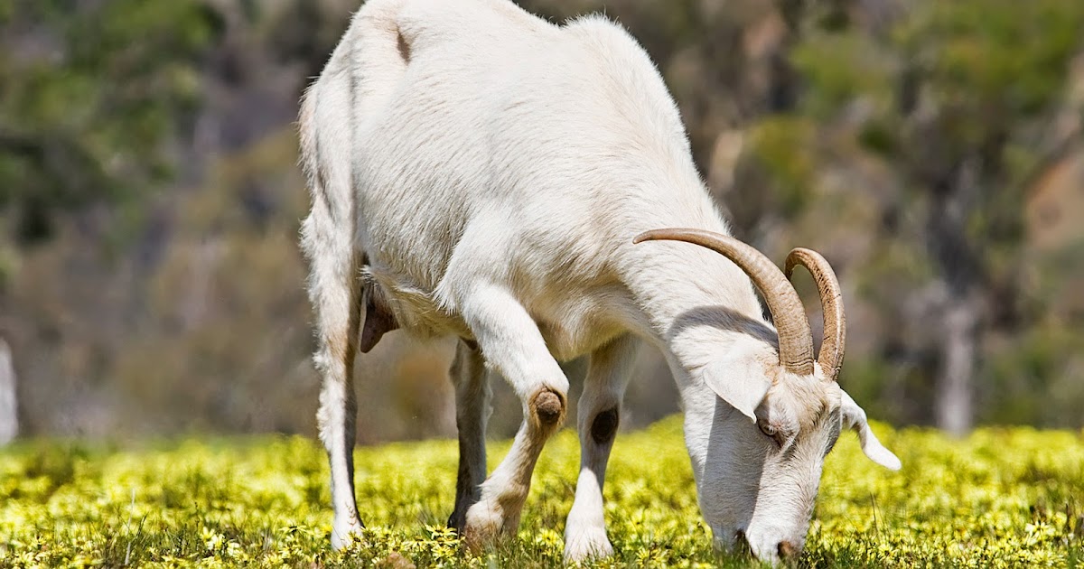 Chan_nuoi_de_0972502979.achau