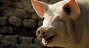 Chan_nuoi_heo_0972502979