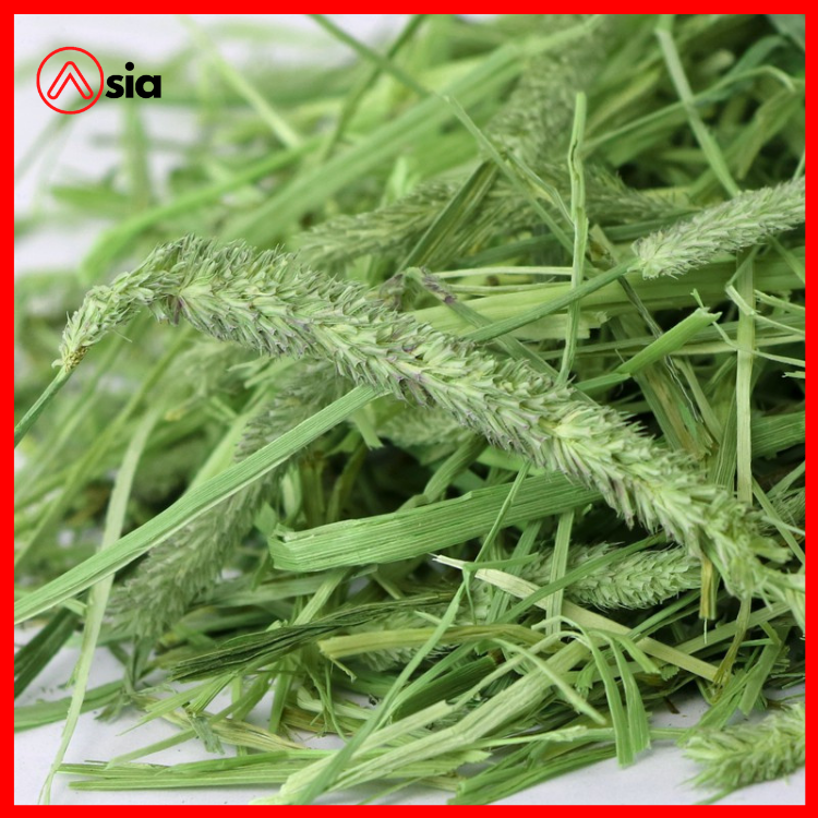 Co-timothy-kien-nhap-khau-my-0972502979.
