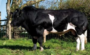 0972502979_chan_nuoi_bo