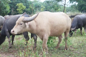 0972502979_chan_nuoi_bo