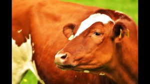 Chan_nuoi_bo_0972502979