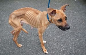 Cach-cham-soc-cho-bi-suy-dinh-duong-1