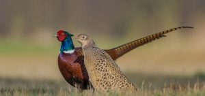 Cach-nuoi-chim-tri-1000x470