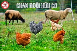 Chan-nuoi-huu-co-1
