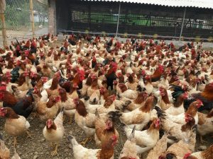 Chon-phong-thuy-cho-chuong-nuoi-ga-thit-va-cac-kieu-chuong-ga-pho-bien-thanh-cong-mo-hinh-chuong-kin