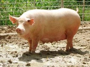 Khac-phuc-hien-tuong-heo-nai-say-thai-1460063408