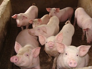 Quan-ly-tinh-trang-heo-coi-1458792859