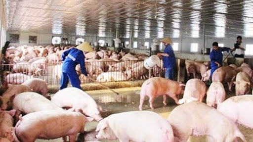 Công nghệ 11, Vệ sinh chuồng trại sạch sẽ, khô thoáng