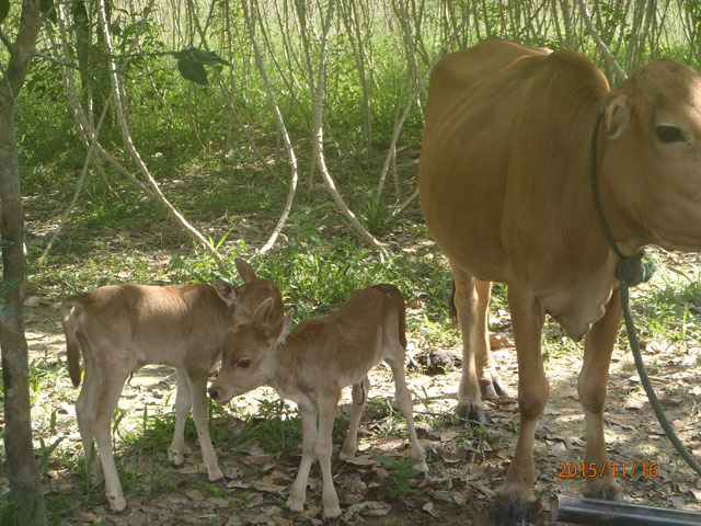 1447753193-chuyen-la-bo-sinh-doi-hinh-anh-2