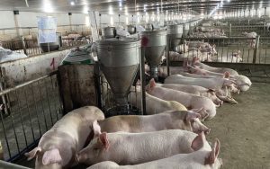 An Toàn Sinh Học Trong Chăn Nuôi Heo_công Ty Á Châu_0972502979