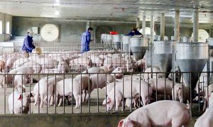 Ba Vì Phát Triển Chăn Nuôi Theo Hướng An Toàn Sinh Học_ Công Ty Á Châu_0972502979