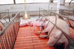 Các Thông Số Kỹ Thuật Trại Heo Nái_ Công Ty Á Châu_0972502979