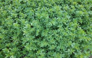 Cỏ-alfalfa-công Ty Á Châu_0972502979