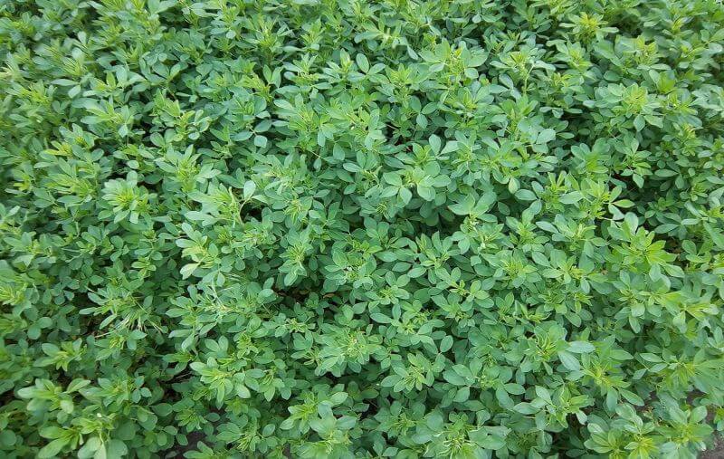 Cỏ-alfalfa-công Ty Á Châu_0972502979