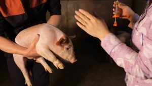 Diva Yêu Thích Của Các Bác Sĩ Thú Y_ Công Ty Á Châu_0972502979