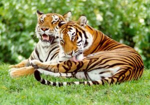 Đề Xuất Ban Hành được Phép Nuôi động Vật Hoang Dã Thương Mại_ Công Ty Á Châu_0972502979