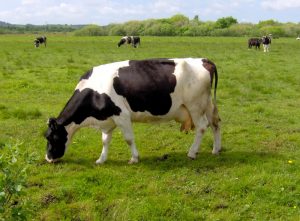 dùng Nấm Men để hỗ trợ giảm stress nhiệt - Thiết bị chăn nuôi bò Á Châu