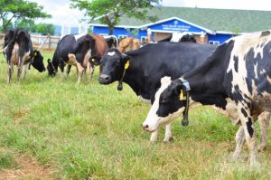 Mô Hình Sản Xuất Thức ăn Tmr Chăn Nuôi Bò Sữa- Công Ty Á Châu-0972502979