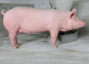 Nguyên Nhân động Dục Trở Lại Bất Thường ở Lợn_ Công Ty Á Châu_0972502979