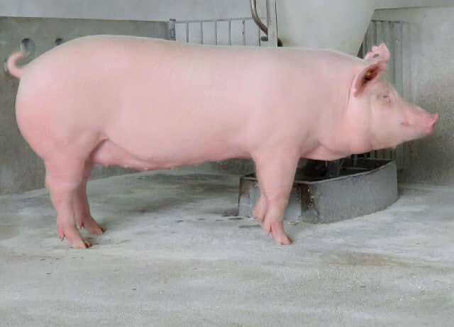 Nguyên Nhân động Dục Trở Lại Bất Thường ở Lợn_ Công Ty Á Châu_0972502979