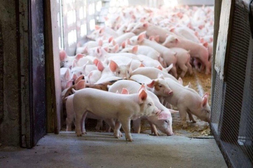 Phát Hiện 10 ổ Dịch Tả Lợn Châu Phi Tại Tỉnh Trà Vinh- Công Ty Á Châu- 0972502979