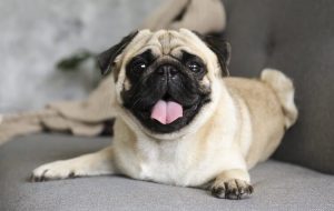 Pug-feature