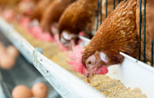 Sử Dụng Hợp Lý Vitamin Và Khoáng Trong Thức ăn Chăn Nuôi- Công Ty Á Châu-0972502979