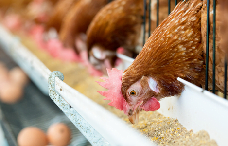 Sử Dụng Hợp Lý Vitamin Và Khoáng Trong Thức ăn Chăn Nuôi- Công Ty Á Châu-0972502979