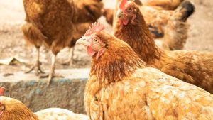 Sử Dụng Vitamin C Cho Gà- Công Ty Á Châu-0972502979