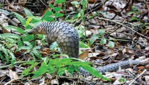 Thay đổi Hành Vi Tiêu Thụ Thịt Thú Rừng Của Người Thành Thị_công Ty Á Châu_0972502979