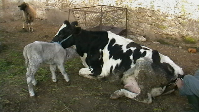 Touma_velêye_ledjir