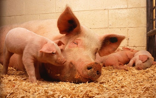 Zearalenone – Rủi Ro đã Biết Nhưng Chưa được đánh Giá Hết ở Nái Hậu Bị_công Ty Á Châu_0972502979