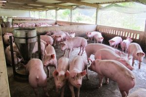 Benh-ho-hap-phuc-hop-tren-heo-2