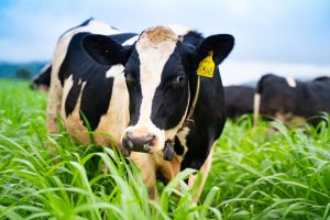 Bo-dang-an-tren-dong-co-218-15980034024451966758900