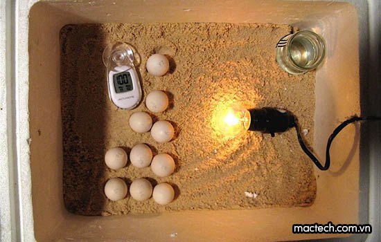 Cách ấp Trứng Thủ Công Bằng Bóng đèn đạt Hiệu