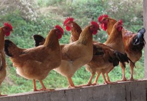 Chia-se-cach-chan-nuoi-ga-ri-lai-hieu-qua-15