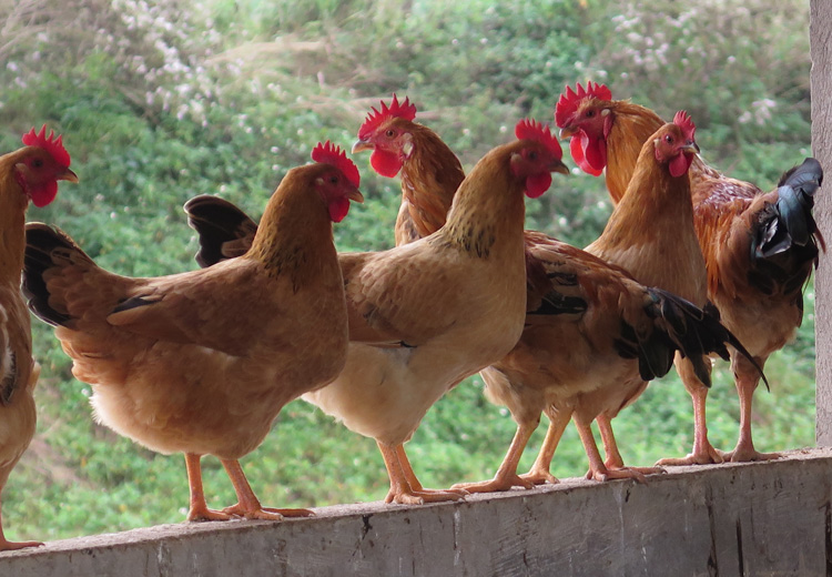 Chia-se-cach-chan-nuoi-ga-ri-lai-hieu-qua-15