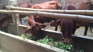 Chuong-nuoi-bo_0972502979_cong_ty_a_chau