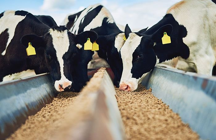 Feeding-essential-oils-to-dairy-cows