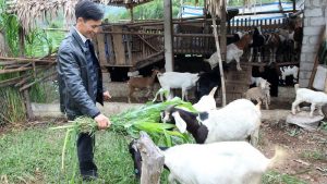 Gia-de-giong-de-thit-1