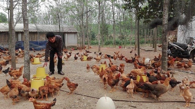 Huong-dan-lam-chuong-nuoi-ga-tha-vuon-hieu-qua-huong-chuong-tot-cho-dan-ga