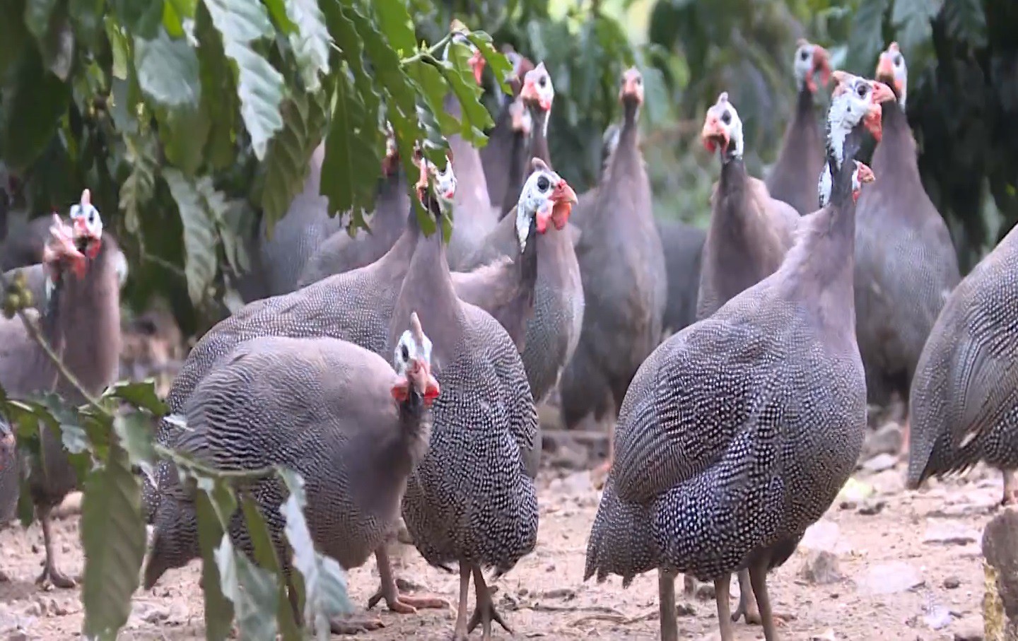 Images2978984_sequence_0100111417still003_16088069295581137693236