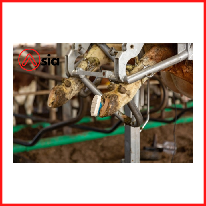 Keo_dan_mong_0972502979_chan_nuoi_bo_achau (2)