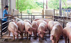 Khẩu Phần Chỉ Chứa Thực Vật Làm Suy Yếu Khả Năng Hồi Phục Của Lợn_ Công Ty Á Châu_0972502979