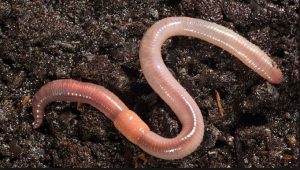 Nam-mo-thay-con-giun