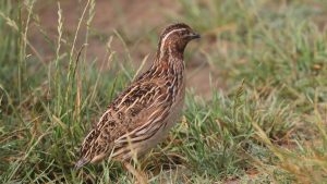 Nguyen-nhan-va-cach-phong-tranh-benh-thuong-han-o-chim-cut-beta_ad0fda9f9a58be79bdbaec42831cf417