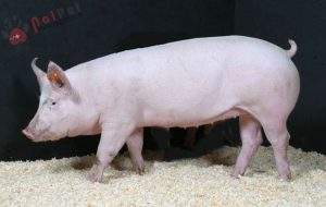 Quy-trinh-nuoi-duong-cham-soc-heo-nai-hau-bi