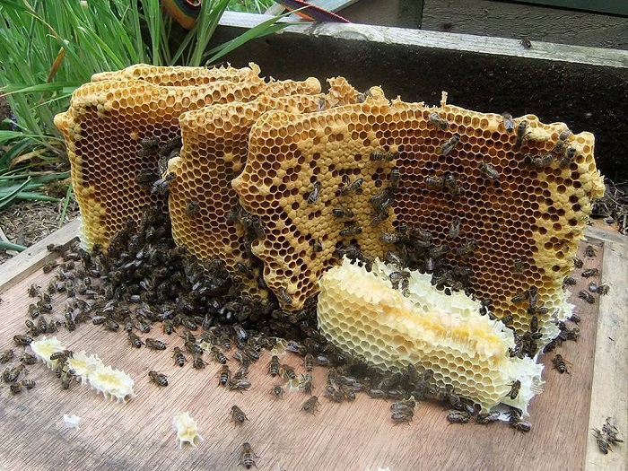 Sap-ong-ba-lao-phep-thuat-cho-lan-da-mem-mai-ly-tuong-2(1)