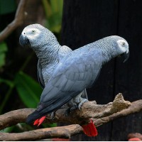 Tat-tan-tat-ve-loai-vet-xam-chau-phi-200x200